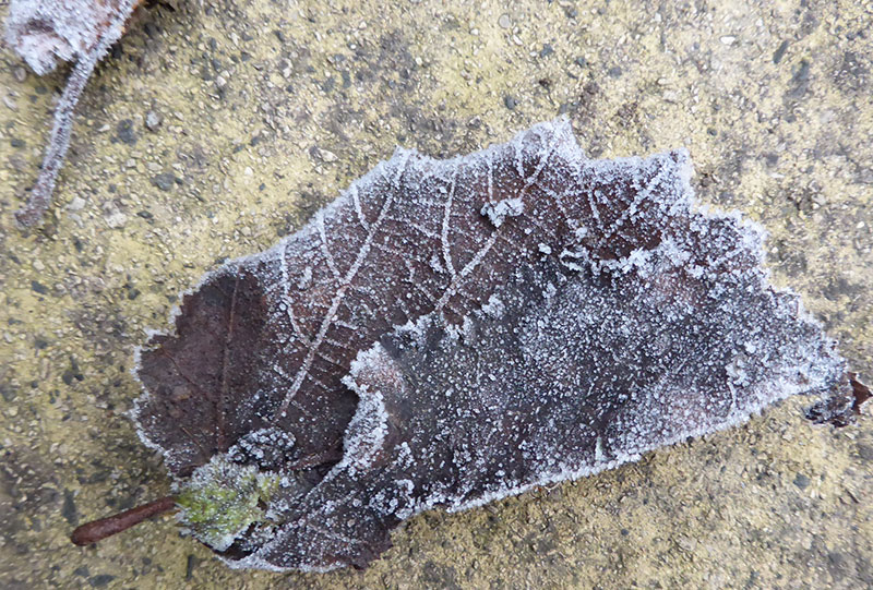 icy-leaf2