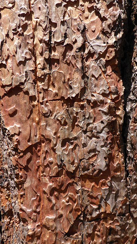cffc-bark-and-leaves3