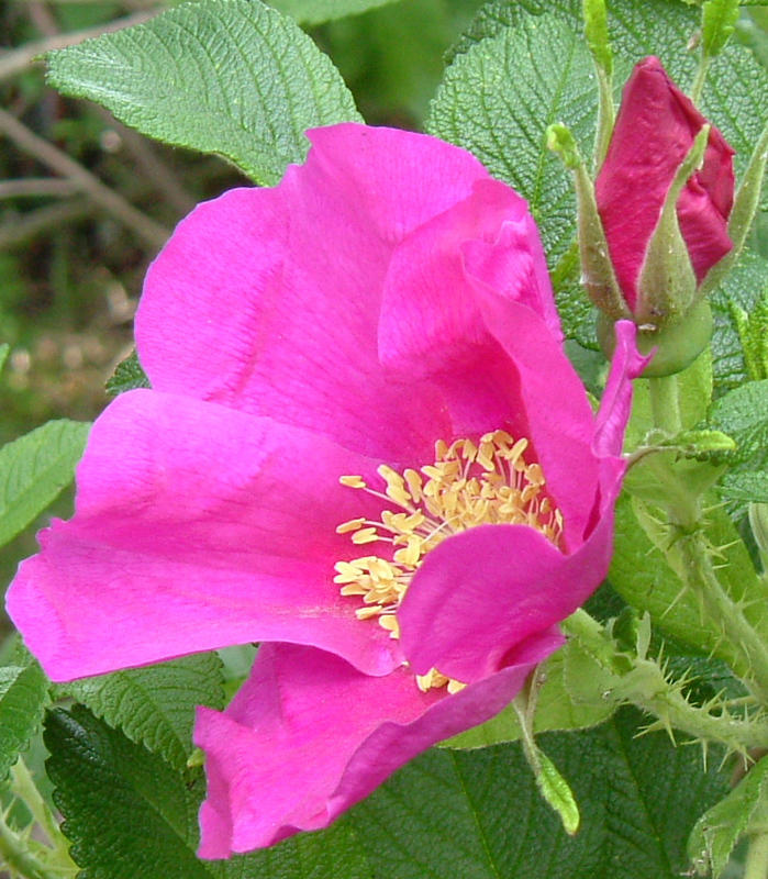 cffc-pink-or-majenta-flowers3